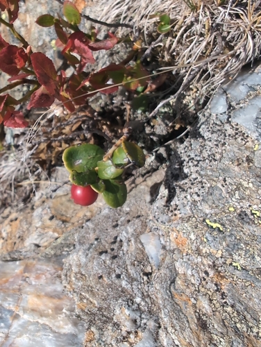Lingonberry