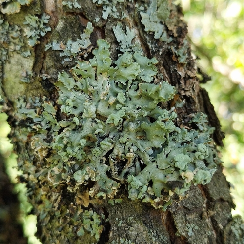 Hooded Tube Lichen