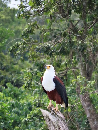 iNaturalist image