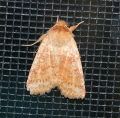 Pyreferra hesperidago