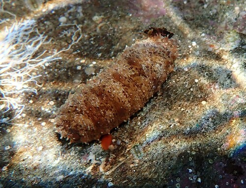 Holothuria impatiens observed 2026-08-24