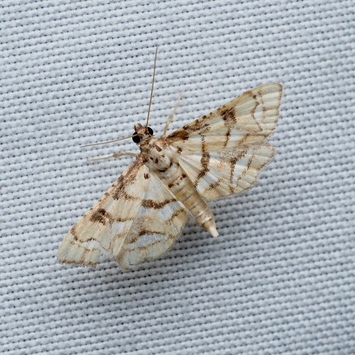 Magician Moth photo 5