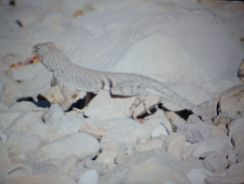 Greater Earless Lizard