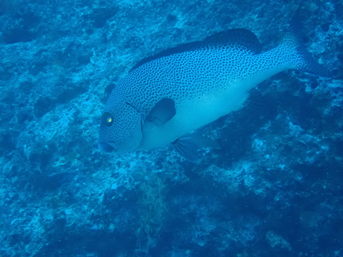 Plectorhinchus picus observed 2026-08-30