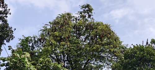 Indian Flying Fox