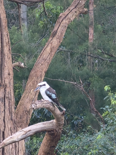 Laughing Kookaburra