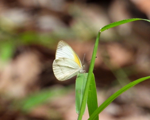 Elodina parthia (Hewitson, 1853)