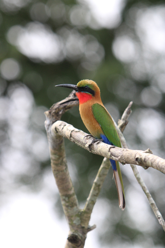 iNaturalist image