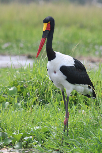iNaturalist image