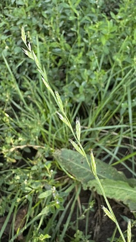 Lolium multiflorum, photograph 3