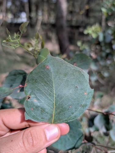 Eucalyptus baueriana, 2026-09-07