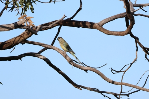 Red-rumped Parrot