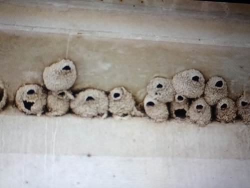 Cliff Swallow