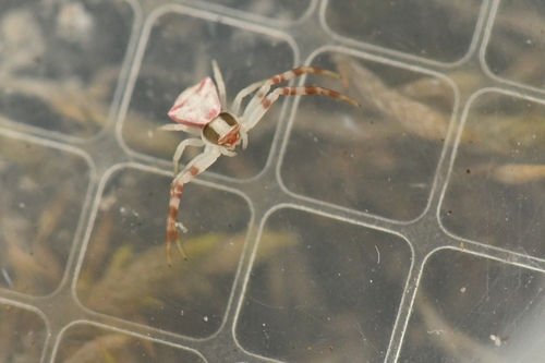 Heather crab spider
