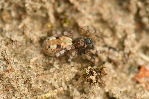 Sand Bear Spider