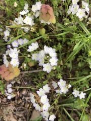 Phacelia dubia