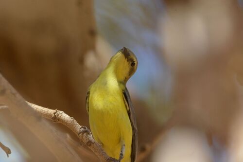 iNaturalist image