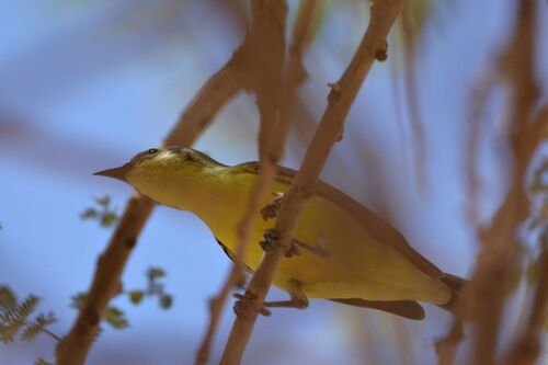 iNaturalist image