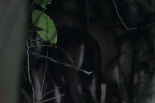 Sambar