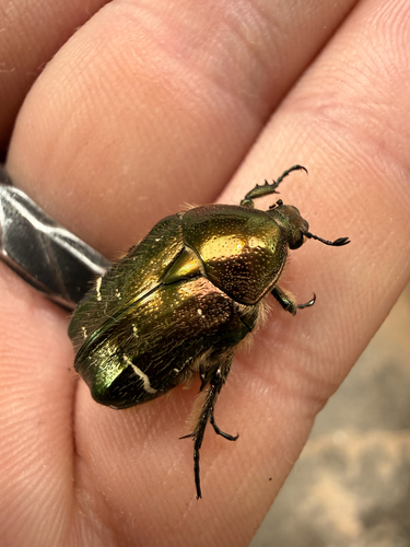 European Rose Chafer