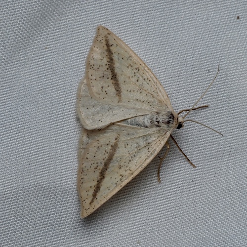 Speckled Lamplighter photo 6