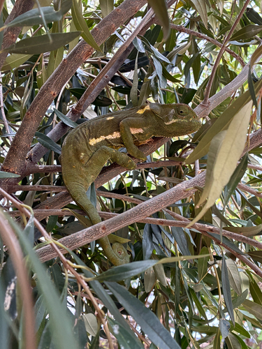 Flap-necked Chameleon