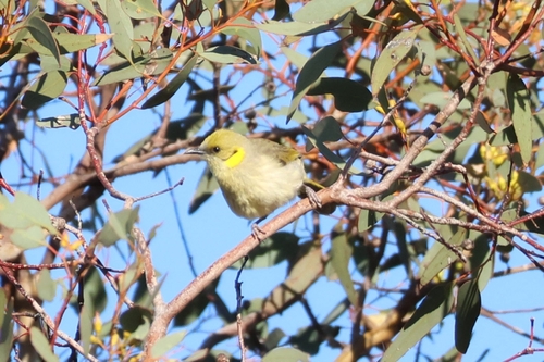 Grey-fronted Honeyeater