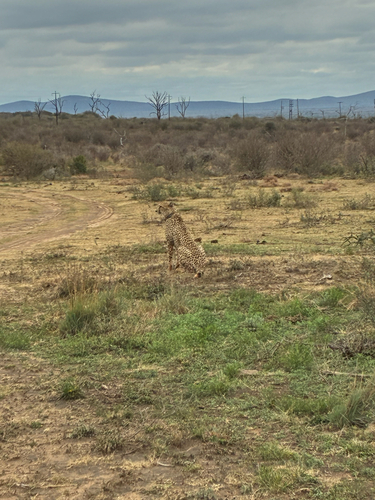 Southern and Eastern African Cheetah