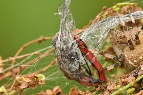 Ruddy Darter
