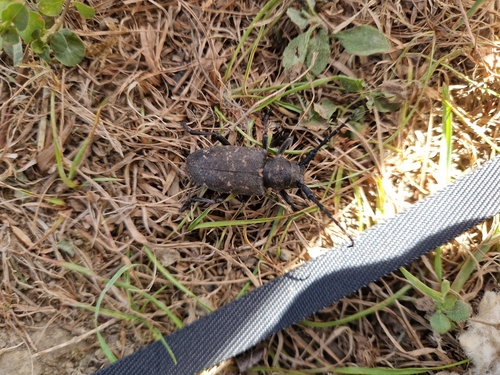 Weaver beetle