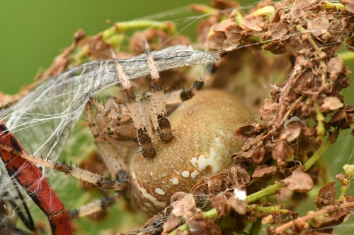 Four-spot Orbweaver