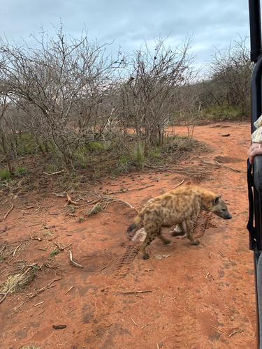 Spotted Hyena