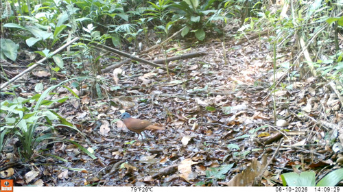 iNaturalist image