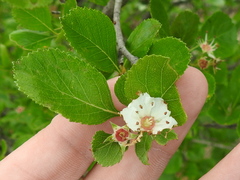 Crataegus reverchonii