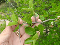 Crataegus reverchonii