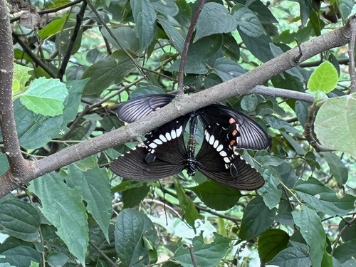 Common Mormon Swallowtail