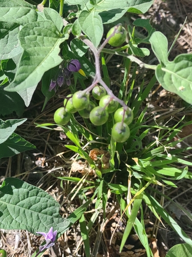bittersweet nightshade