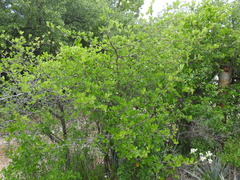 Crataegus reverchonii