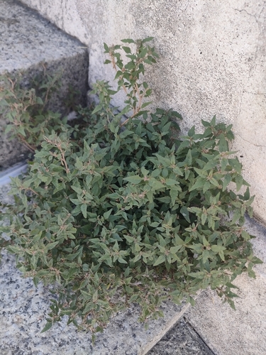 Amaranthus deflexus, photograph 1