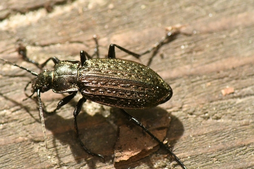 Granulated Ground Beetle