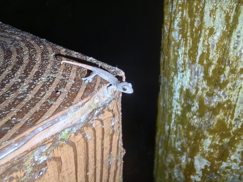 Hong Kong Slender Gecko