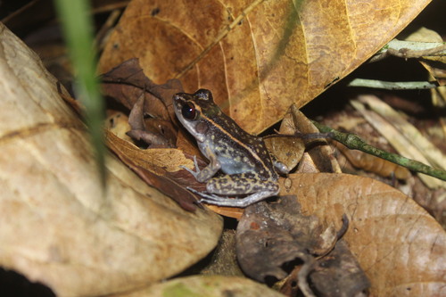 Pulchrana signata observed 2026-09-06