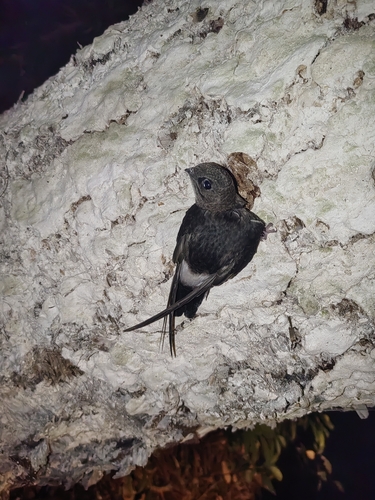 House Swift