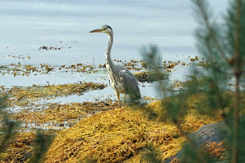 Grey Heron
