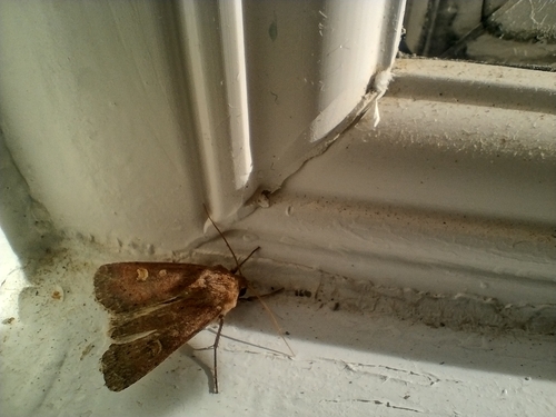 Square-spot Rustic