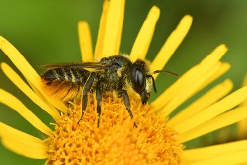 Patchwork Leafcutter Bee