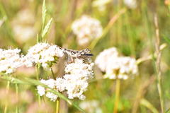 Aeoloplides fuscipes