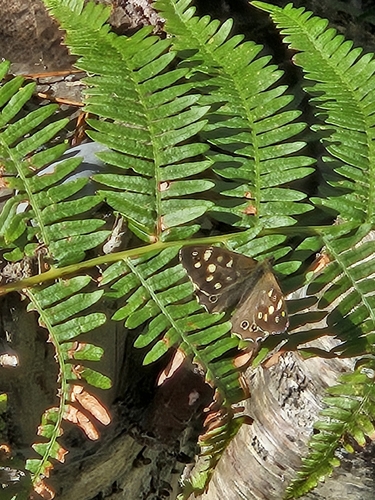 Speckled Wood