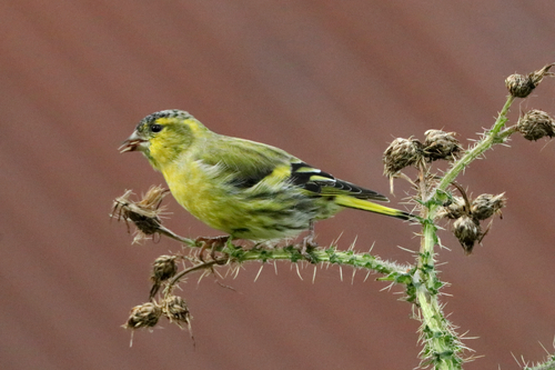 Eurasian Siskin