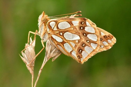 Queen of Spain Fritillary